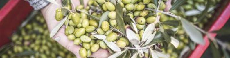 LABORATORIO DI DEGUSTAZIONE: IMPARIAMO A RICONOSCERE L’OLIO DI QUALITÀ - Roccabruna LABORATORIO DI DEGUSTAZIONE: IMPARIAMO A RICONOSCERE L’OLIO DI QUALITÀ - Roccabruna