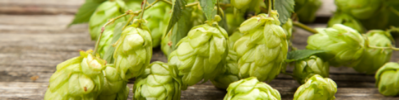 LABORATORIO DI DEGUSTAZIONE | MALTO E LUPPOLO, UN VIAGGIO NEL CUORE DELLA BIRRA - Roccabruna