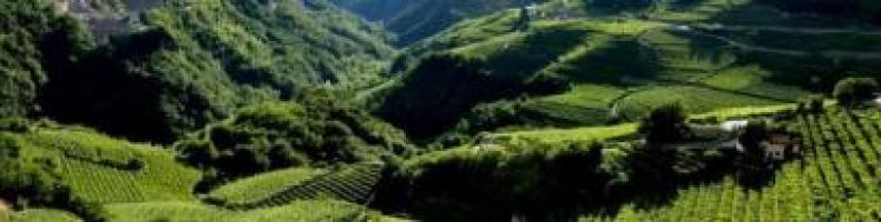 A tavola con la cucina di montagna: "Rifugio Silvio Agostini" - Rassegna "Vini di montagna 2023" - Roccabruna