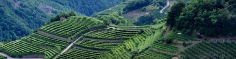 VINI DI MONTAGNA. VISIONI DEL FUTURO - Roccabruna
