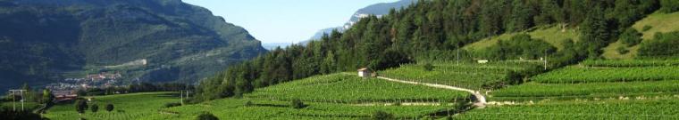Vini di territorio - Roccabruna