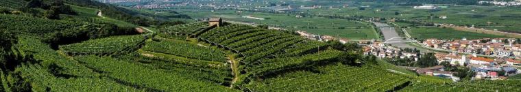 Letture: le ere del vino di Angelo Valentini - Roccabruna