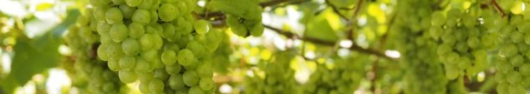 Roccabruna - Agroalimentare in Trentino: online l&#039;edizione 2025