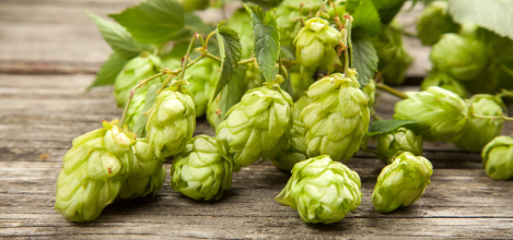 Autumnus_laboratorio_birra