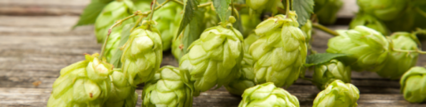 LABORATORIO DI DEGUSTAZIONE | MALTO E LUPPOLO, UN VIAGGIO NEL CUORE DELLA BIRRA - Roccabruna