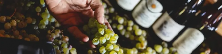 DIVINNOSIOLA 2024 - Roccabruna