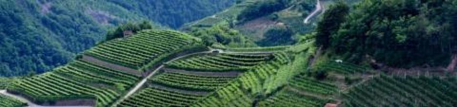 VINI DI MONTAGNA. VISIONI DEL FUTURO - Roccabruna