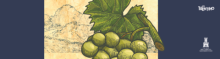 I VINI DI MONTAGNA - Roccabruna I VINI DI MONTAGNA - Roccabruna