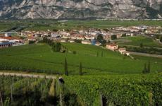 Impariamo a degustare: speciale Mostra del Teroldego