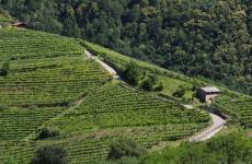Impariamo a degustare: speciale Müller Thurgau