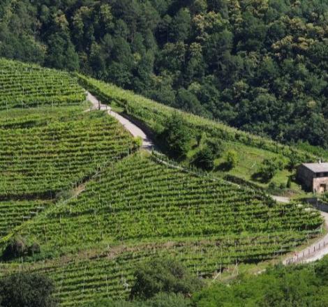 Roccabruna - Impariamo a degustare: speciale Müller Thurgau | Mercoledì 1° luglio alle 18.30