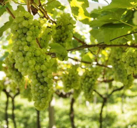 Agroalimentare in Trentino - edizione 2025