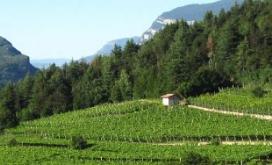 Vini di territorio - Roccabruna