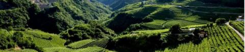 Montagna & musica. La grappa del trentino e i suoi miscelati - Roccabruna