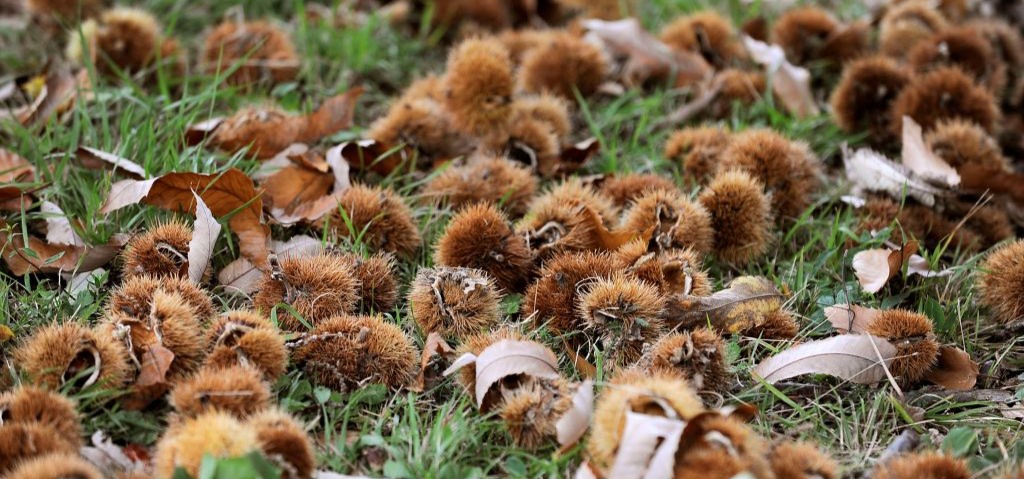 Castagne_foto_Romano_Magrone