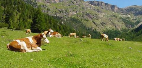LA CUCINA DI MONTAGNA  - Roccabruna